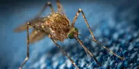 Mosquito Breeding Near Musi — Dengue & Chikungunya Risks in Attapur and Surroundings